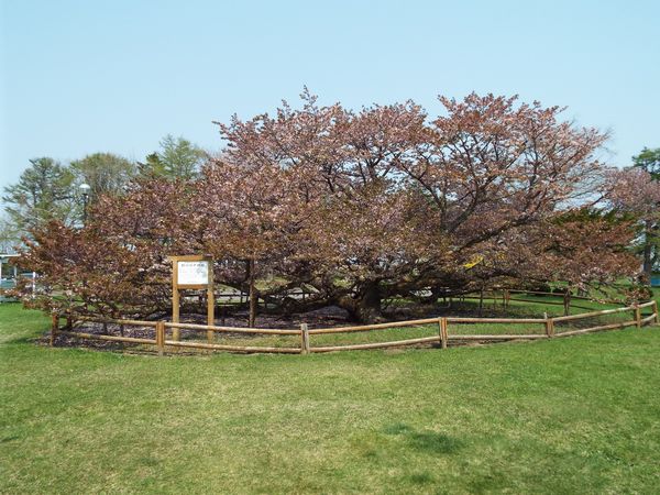 野付の千島桜