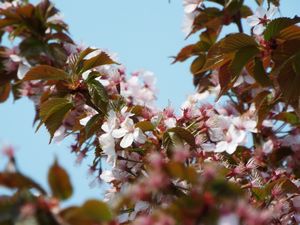 　野付の千島桜