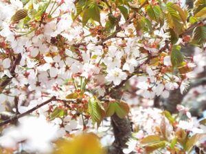 　野付の千島桜