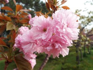 ピンクの八重桜