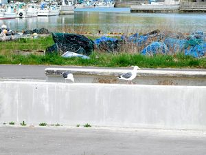 噴火湾沿岸の漁港にて