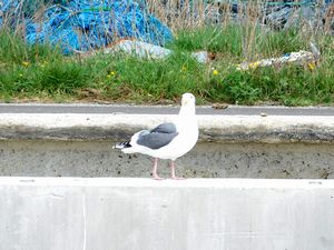 噴火湾沿岸の漁港にて