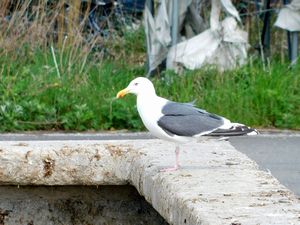 噴火湾沿岸の漁港にて