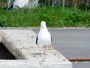 噴火湾沿岸の漁港にて