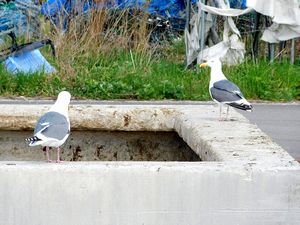 噴火湾沿岸の漁港にて