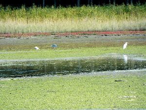 サロマ湖畔干潟の野鳥