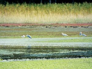 サロマ湖畔干潟の野鳥