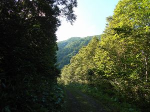 林道から旧登山口へ