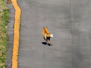 袴腰岳登山口へ