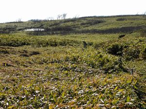 烏帽子岳へ