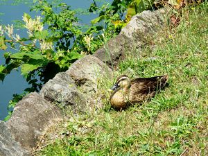 羽を休める水鳥