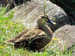 羽を休める水鳥