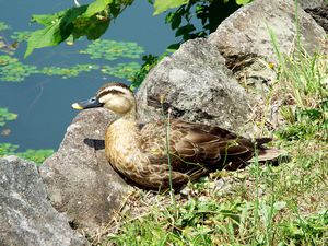 羽を休める水鳥