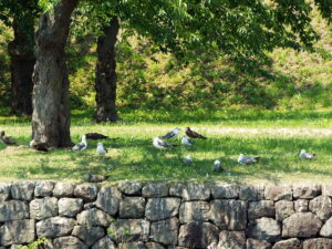 木陰で羽を休める鳥たち