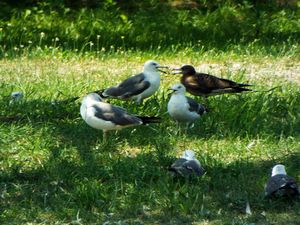 木陰で羽を休める鳥たち