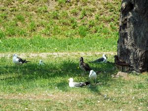 木陰で羽を休める鳥たち