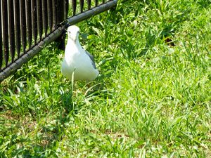 孤独に休むカモメ？