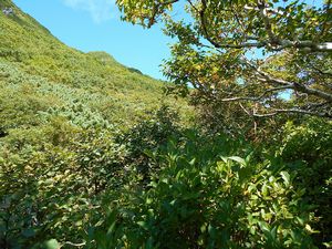 霊華の滝