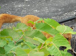 漁川ダム・キタキツネ