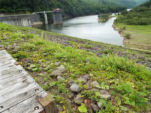 漁川ダム・キタキツネ