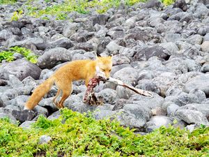 漁川ダム・キタキツネ