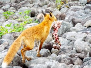 漁川ダム・キタキツネ