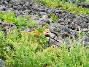 漁川ダム・キタキツネ