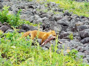 漁川ダム・キタキツネ