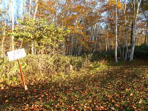 だんパラスキー場登山口