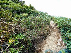 馬の背から山頂へ