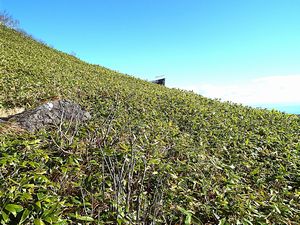 登山道からの景色