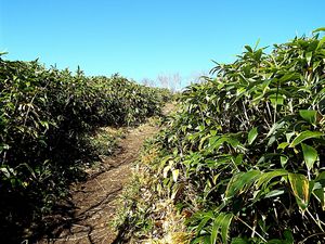 登山道からの景色