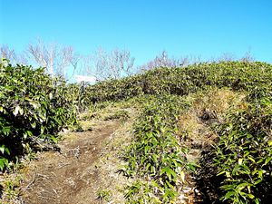 登山道からの景色