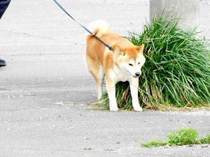 落部漁港から