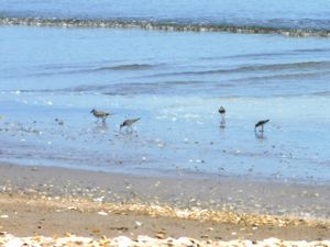 長万部付近の海岸から