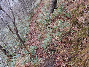 水元沢コース分岐へ