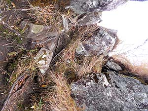 水元沢コース分岐へ