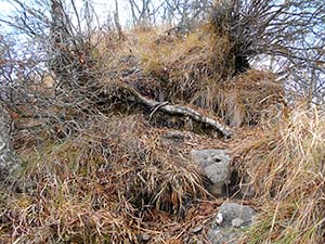 水元沢コース分岐へ
