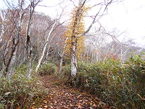 水元沢コース分岐へ