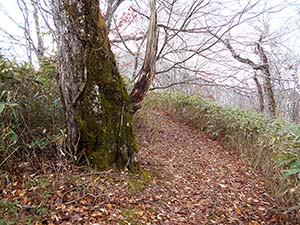 水元沢コース分岐へ