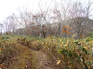 水元沢コース分岐へ