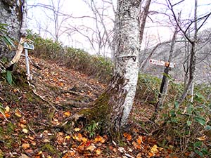 水元沢コース分岐へ