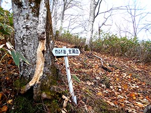水元沢コース分岐へ