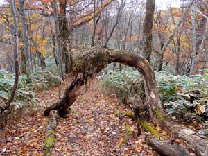 カムイㇴプリからの下山