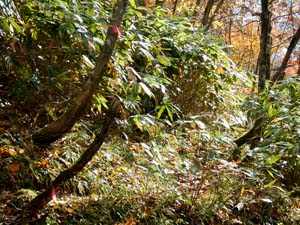 カムイㇴプリからの下山