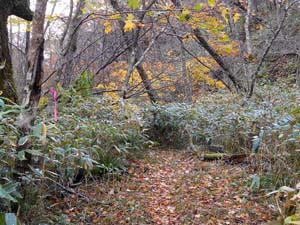 カムイㇴプリからの下山