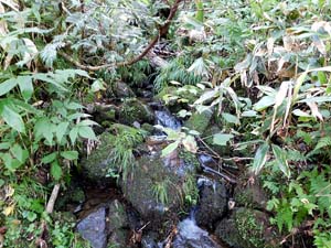 登山口から６００地点へ