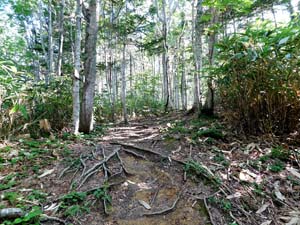登山口から６００地点へ