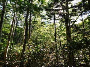 登山口から６００地点へ
