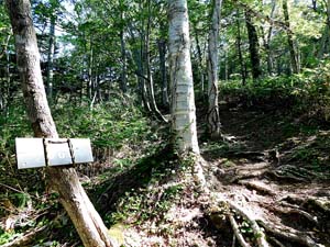 登山口から６００地点へ